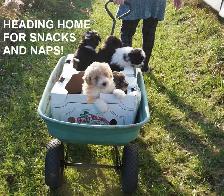 POMAPOOS - POMERANIAN/POODLE CROSS - TEDDY BEAR FACES - $1200 - Photo 7