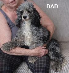 POMAPOOS - POMERANIAN/POODLE CROSS - TEDDY BEAR FACES - $1200 - Photo 8