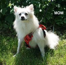 POMAPOOS - POMERANIAN/POODLE CROSS - TEDDY BEAR FACES - $1200 - Photo 9