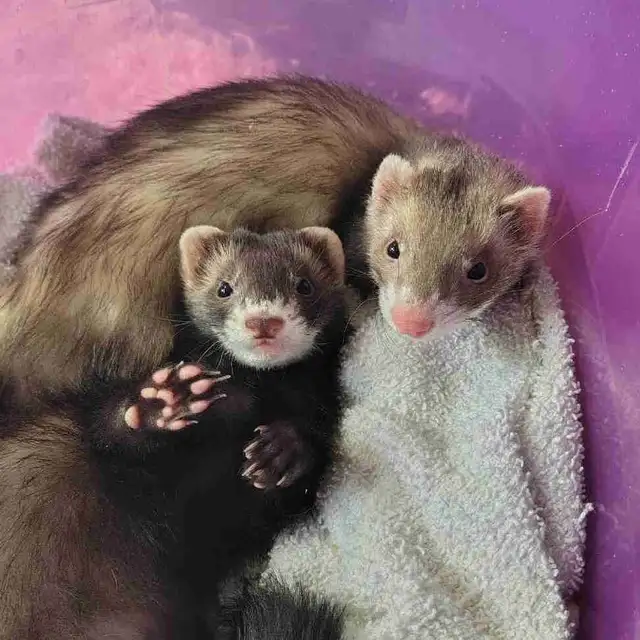 baby ferrets