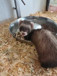 baby ferrets - Photo 2