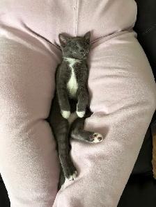 Kittens for sale