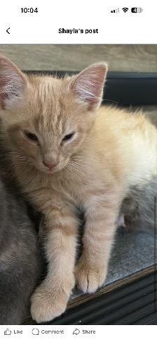 Kittens for sale - Photo 2