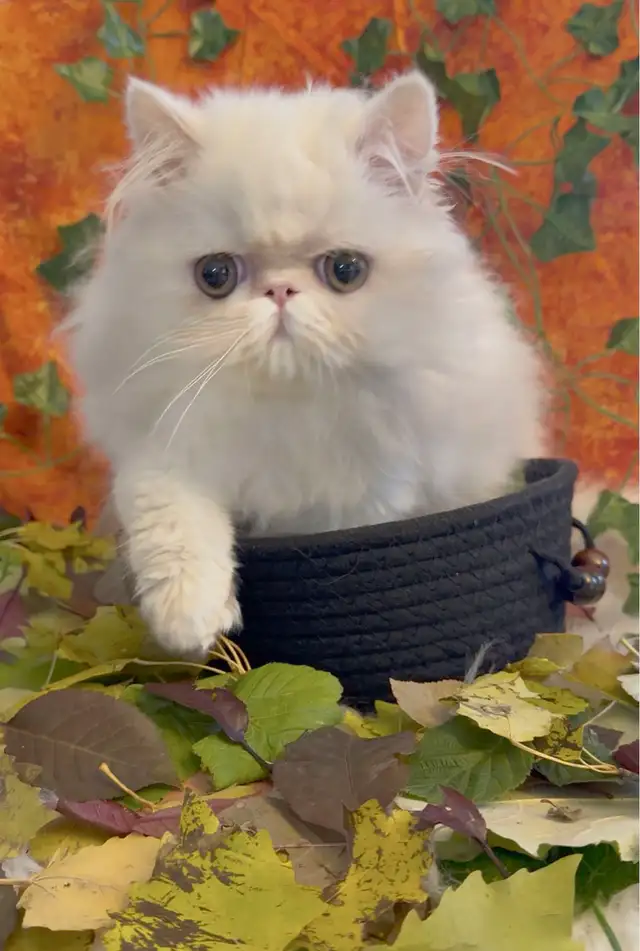 Joey - Purebred Persian