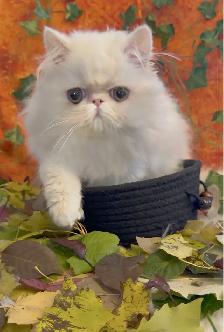 Joey - Purebred Persian