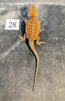 Dragon barbu nés chez Désertéric - Photo 3