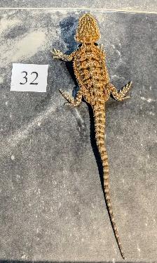 Dragon barbu nés chez Désertéric - Photo 4