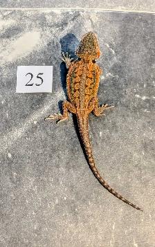 Dragon barbu nés chez Désertéric - Photo 5