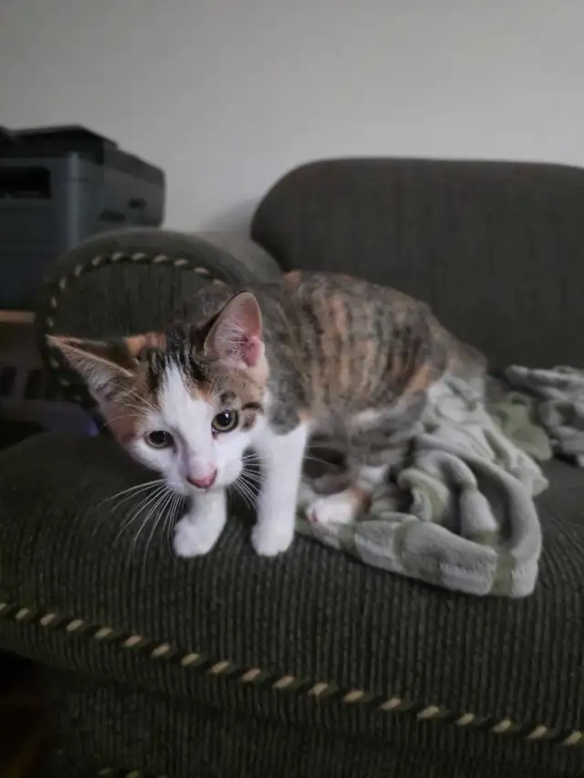 Chaton Calico à vendre