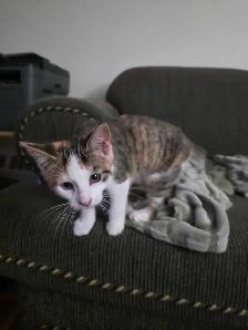 Chaton Calico à vendre