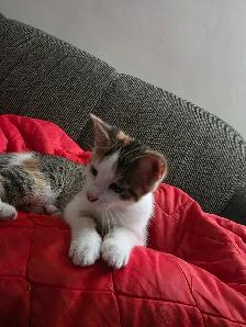 Chaton Calico à vendre - Photo 2
