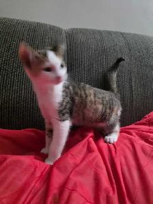Chaton Calico à vendre - Photo 5