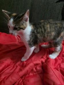 Chaton Calico à vendre - Photo 6