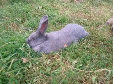 British blue and New Zealand rabbits