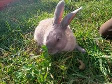British blue and New Zealand rabbits - Photo 2