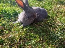 British blue and New Zealand rabbits - Photo 3