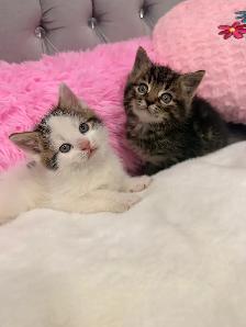❤️Kittens ❤️ 647)254-9811