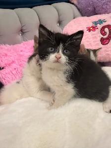 ❤️Kittens ❤️ 647)254-9811 - Photo 2