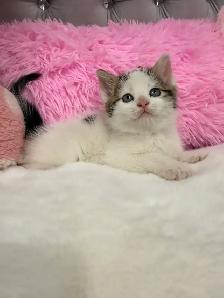 ❤️Kittens ❤️ 647)254-9811 - Photo 3