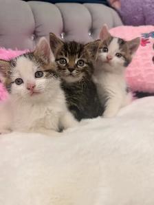 ❤️Kittens ❤️ 647)254-9811 - Photo 4