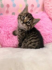 ❤️Kittens ❤️ 647)254-9811 - Photo 5