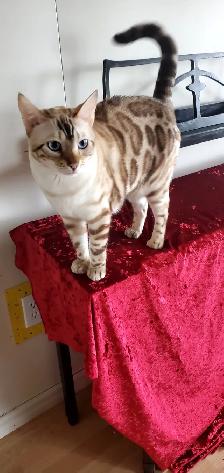 Winnie recherche une nouvelle famille - Photo 4