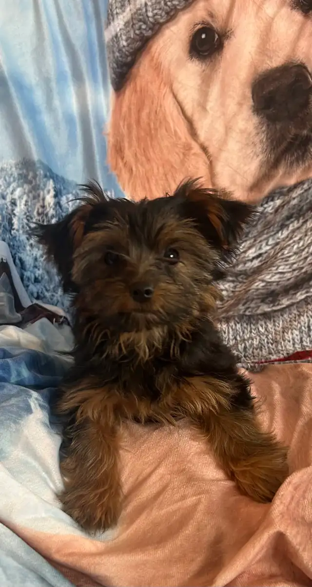 Two male Yorkshire Terrier pups for sale