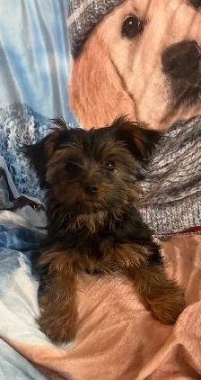 Two male Yorkshire Terrier pups for sale