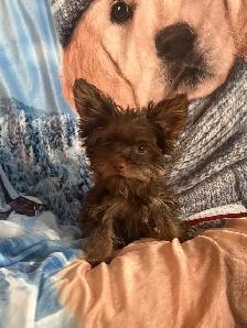 Two male Yorkshire Terrier pups for sale - Photo 2