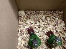 conure babies