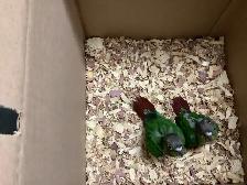 conure babies - Photo 2