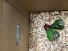 conure babies - Photo 3
