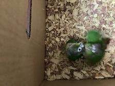 conure babies - Photo 4