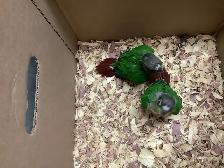 conure babies - Photo 5