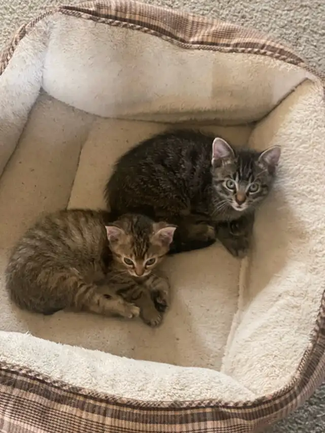 MAINE COON X KITTENS