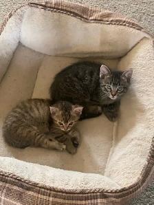 MAINE COON X KITTENS