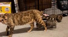 MAINE COON X KITTENS - Photo 2