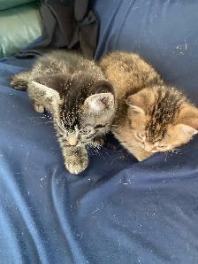 MAINE COON X KITTENS - Photo 4