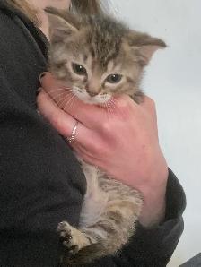 MAINE COON X KITTENS - Photo 6