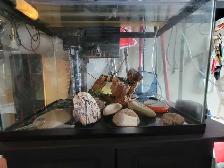 20 Gallon Aquarium - Photo 4
