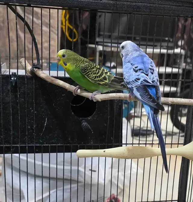 Young Budgies total six