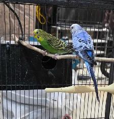 Young Budgies total six