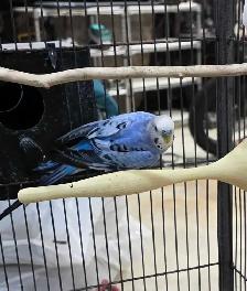 Young Budgies total six - Photo 2