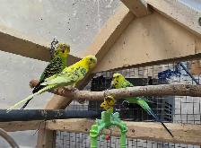 Young Budgies total six - Photo 3