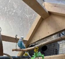 Young Budgies total six - Photo 4