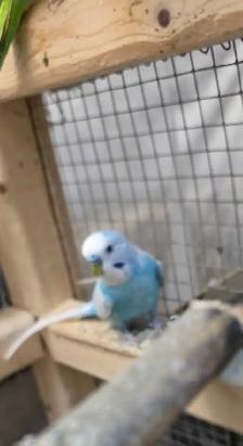 Young Budgies total six - Photo 5