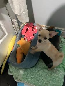 READY FOR THEIR FOREVER HOME! - Photo 2