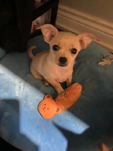 READY FOR THEIR FOREVER HOME! - Photo 3