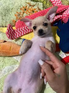 READY FOR THEIR FOREVER HOME! - Photo 4