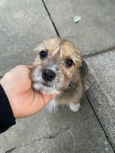 READY FOR THEIR FOREVER HOME! - Photo 6